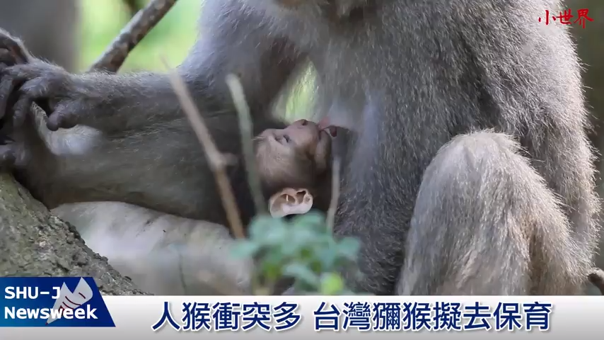 人猴衝突多　台灣獼猴擬去保育