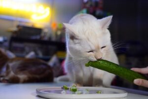 貓咪吃小黃瓜