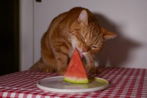 貓咪吃西瓜