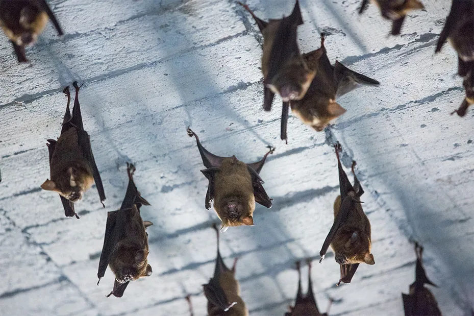 蝙蝠疑致病 帶原特性成關鍵