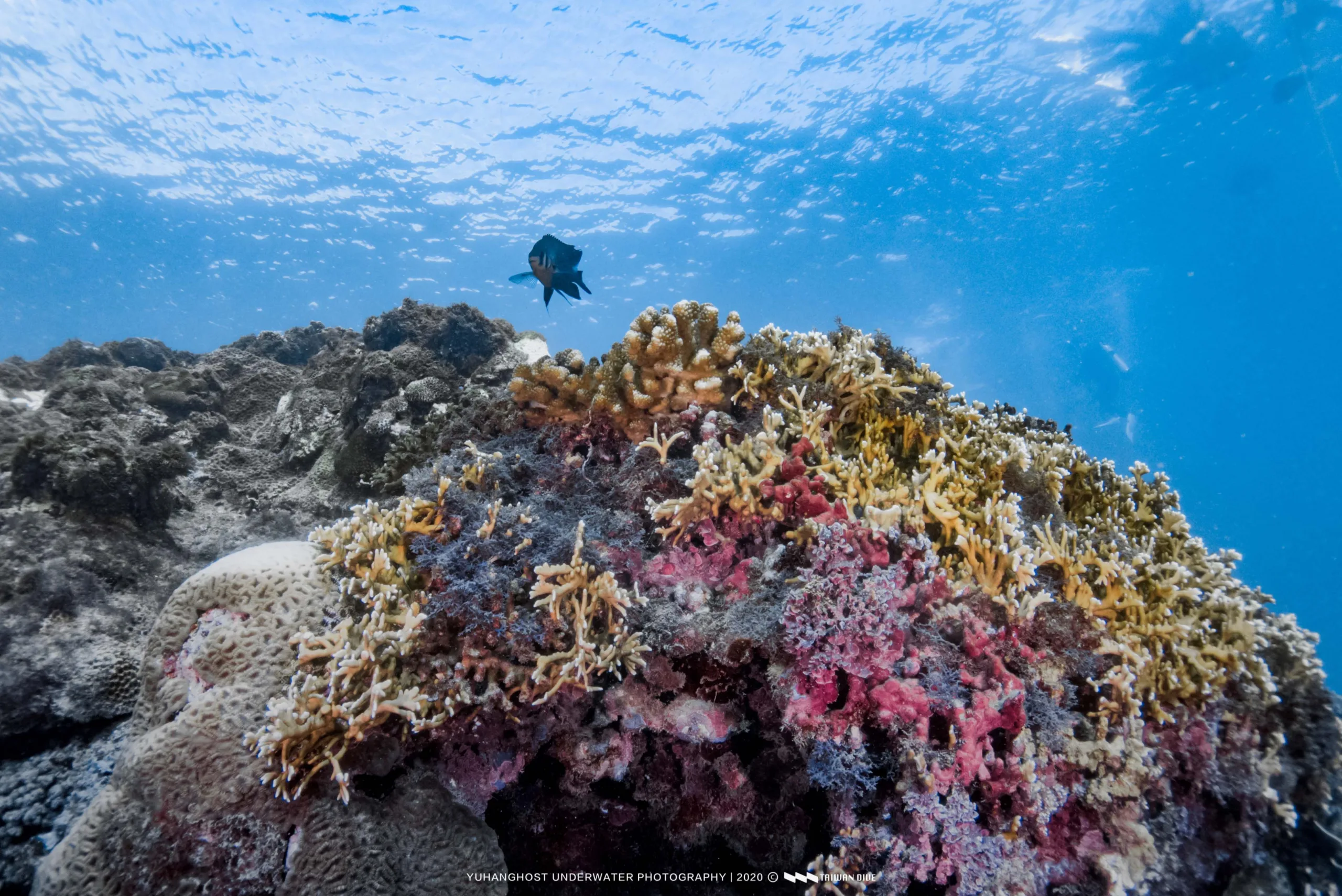 小琉球珊瑚白化問題嚴重 海溫驟升為關鍵原因