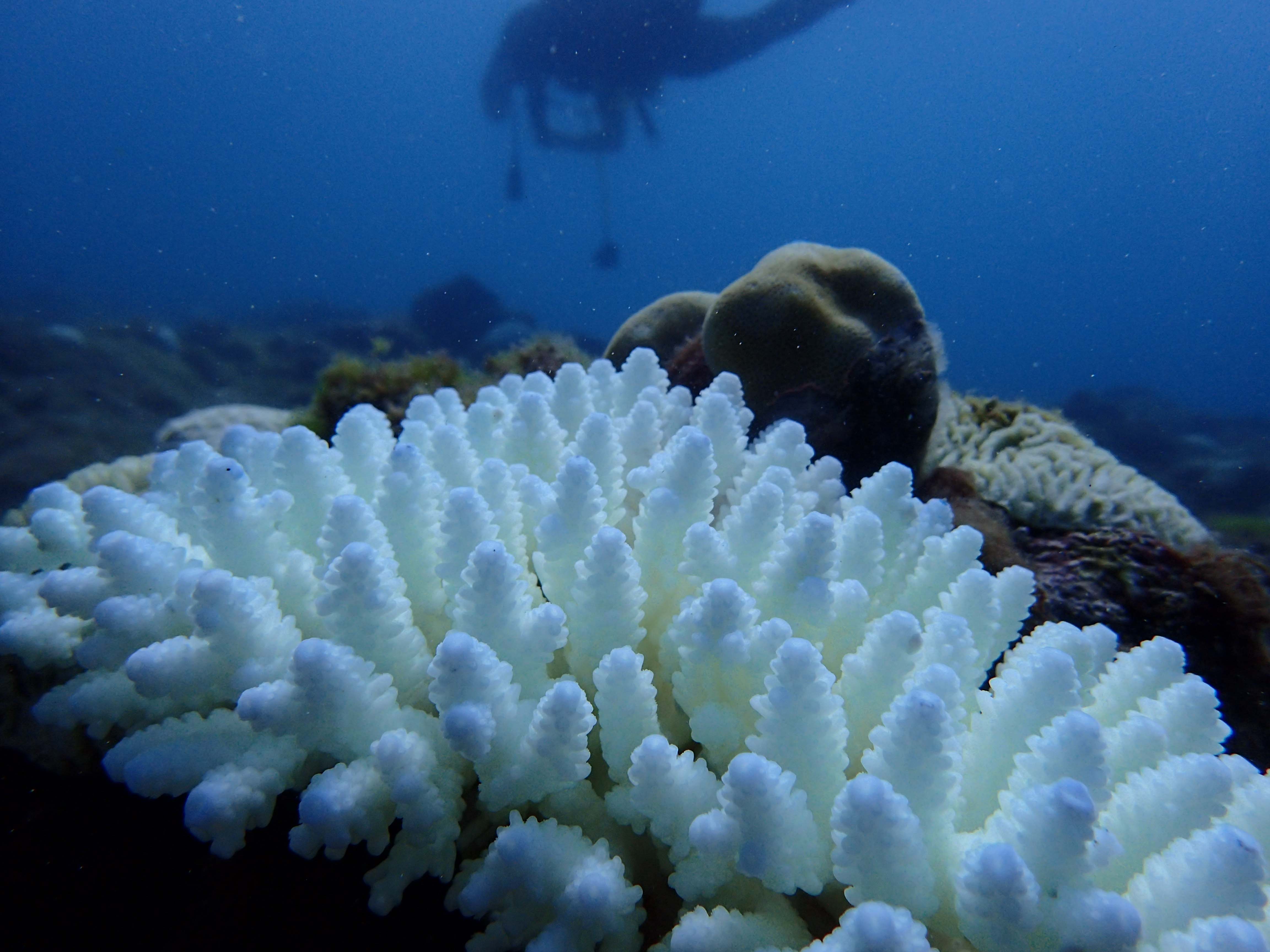 小琉球珊瑚白化問題嚴重 海溫驟升為關鍵原因 - Newsweek