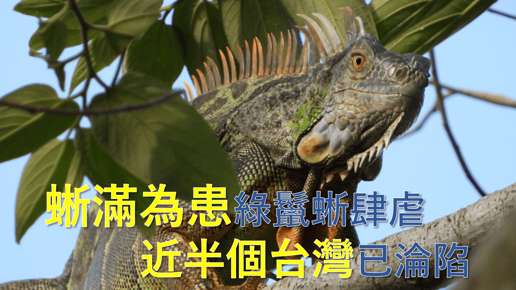 抓不完！綠鬣蜥肆虐 半個台灣已淪陷