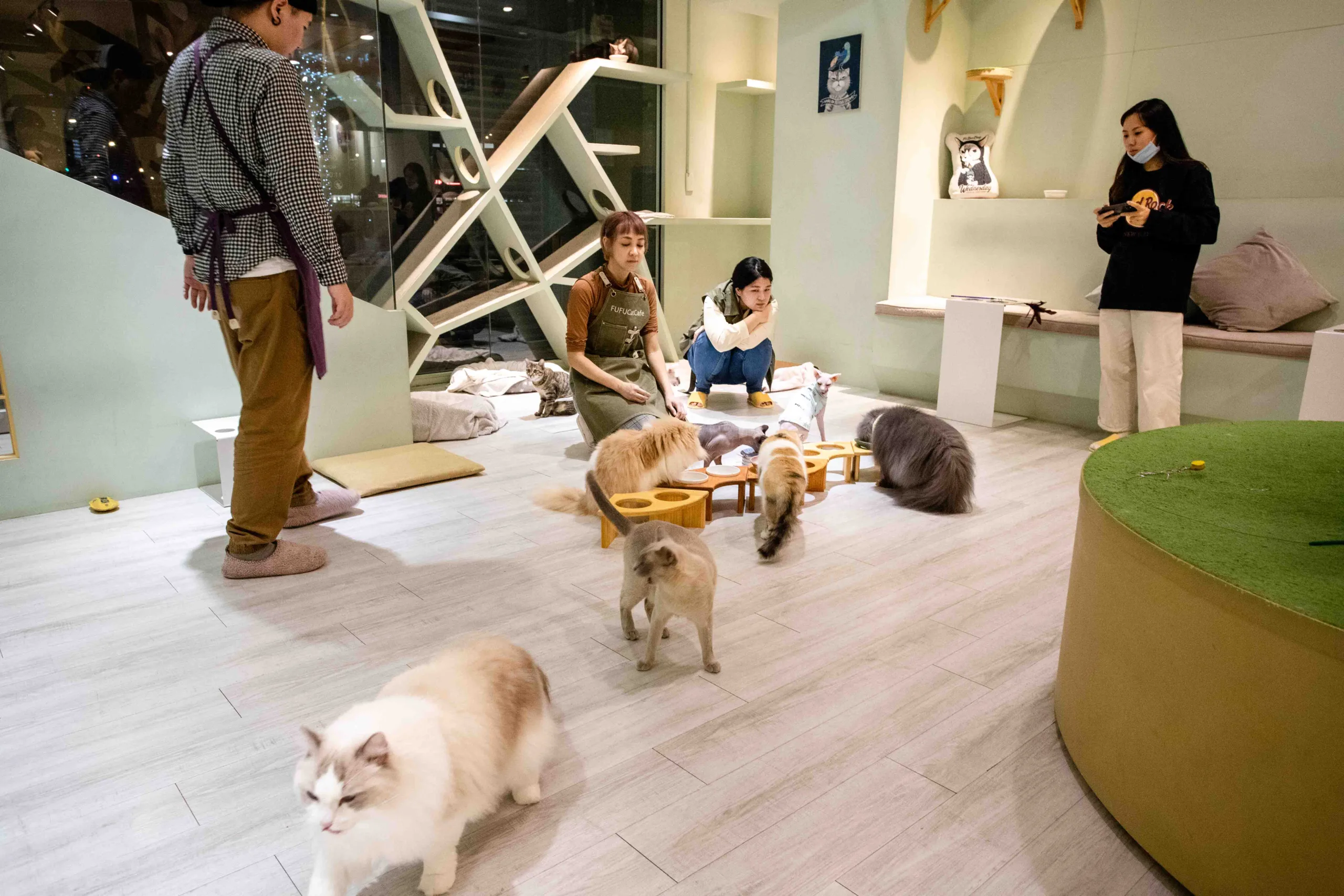 療癒後的焦慮 動物咖啡廳引發的爭議