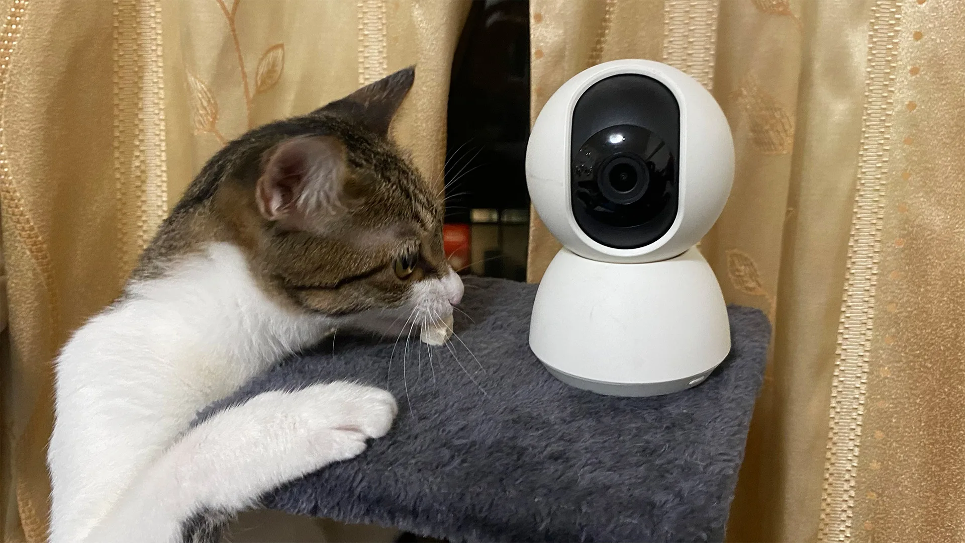 關心寵物靠監視器 需提防第三隻眼