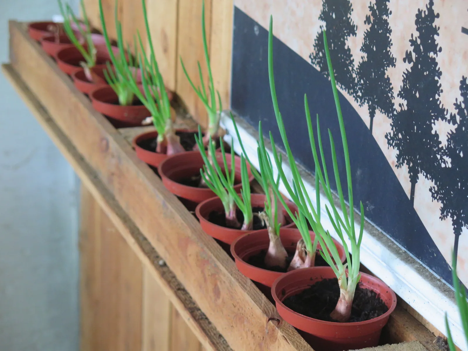 菁桐社區農村再生 設置「綠色奇機療癒蔬菜園」