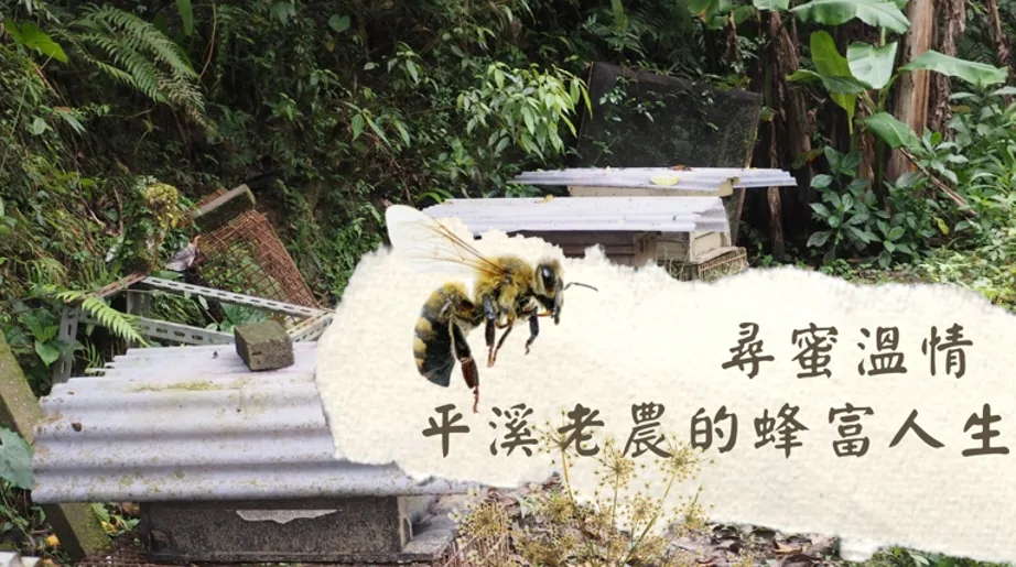 【找回蜜蜂系列報導二】養蜂助農制度 用蜂蜜豐富老人生活
