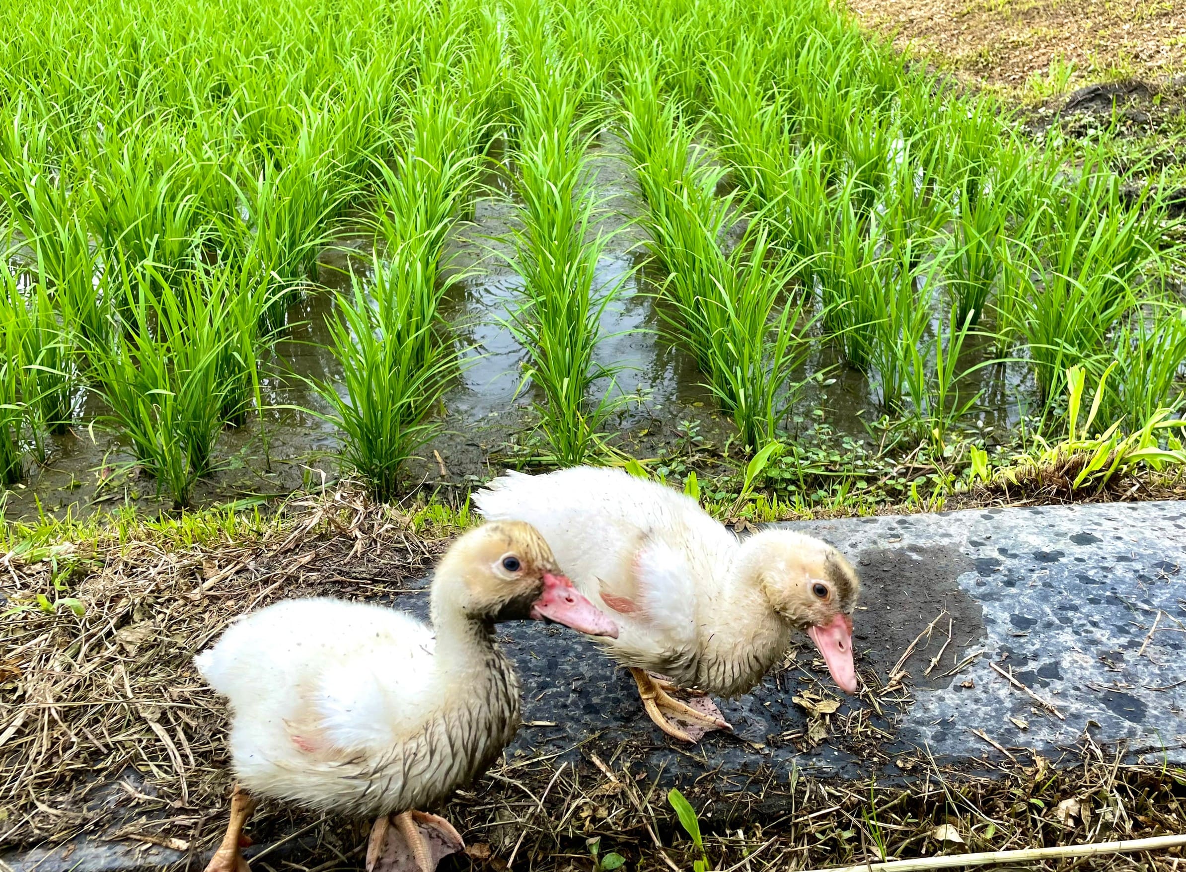 環境永續護農地 鴨稻共生成新亮點
