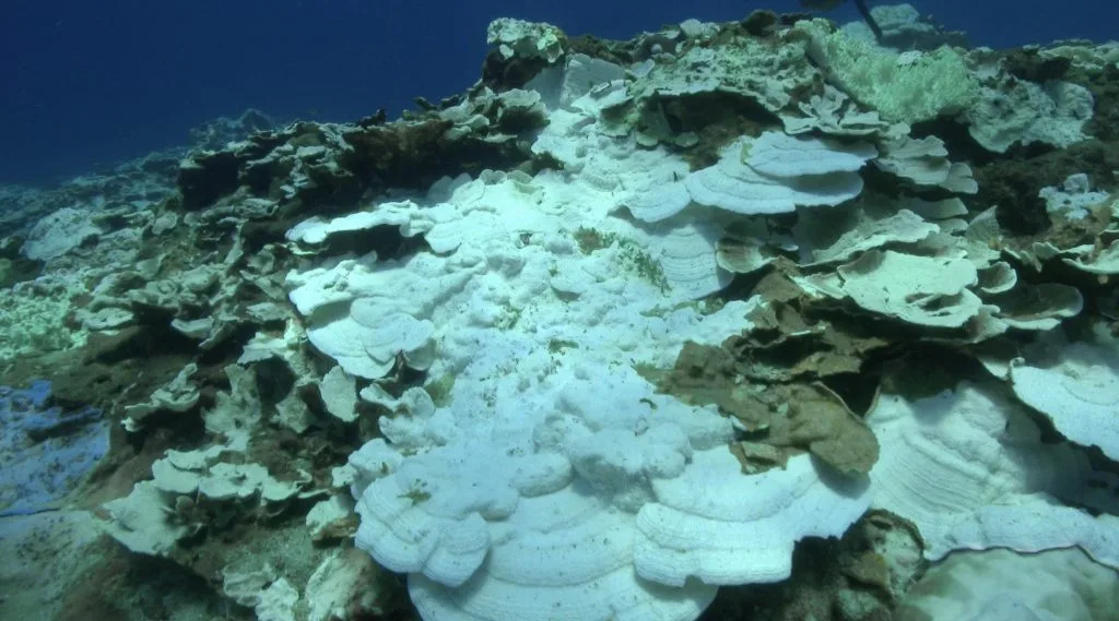 隱形的珊瑚殺手 防曬乳液藏危機