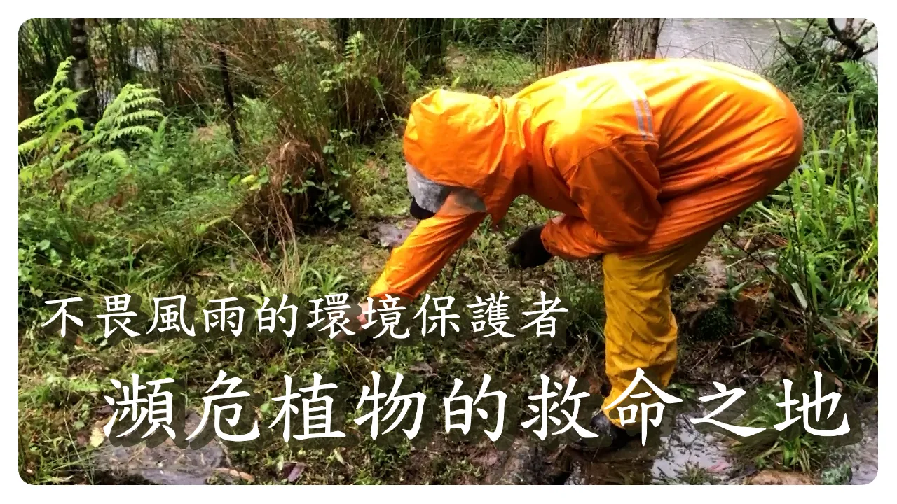 台灣濕地守護者 打造瀕危植物中途之家