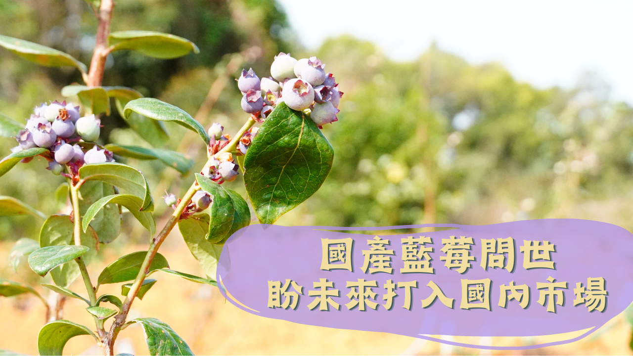 熱量低營養高 台灣種出本土藍莓