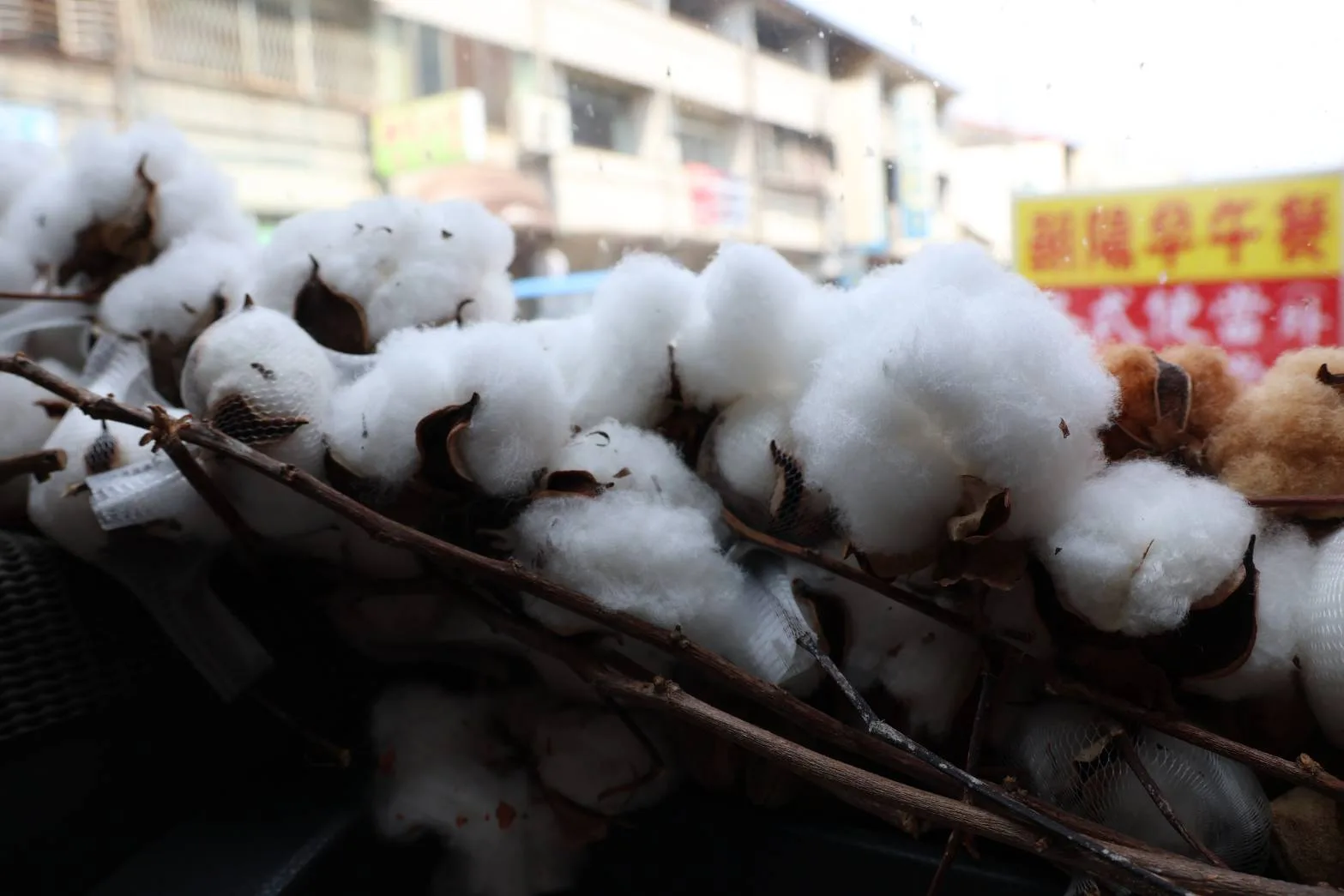 耗用大量除蟲藥劑 棉花種植危害生態