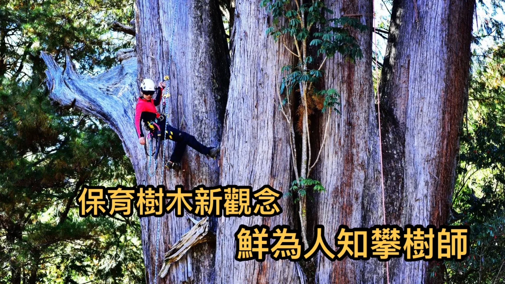 保育樹木新觀念 鮮為人知攀樹師