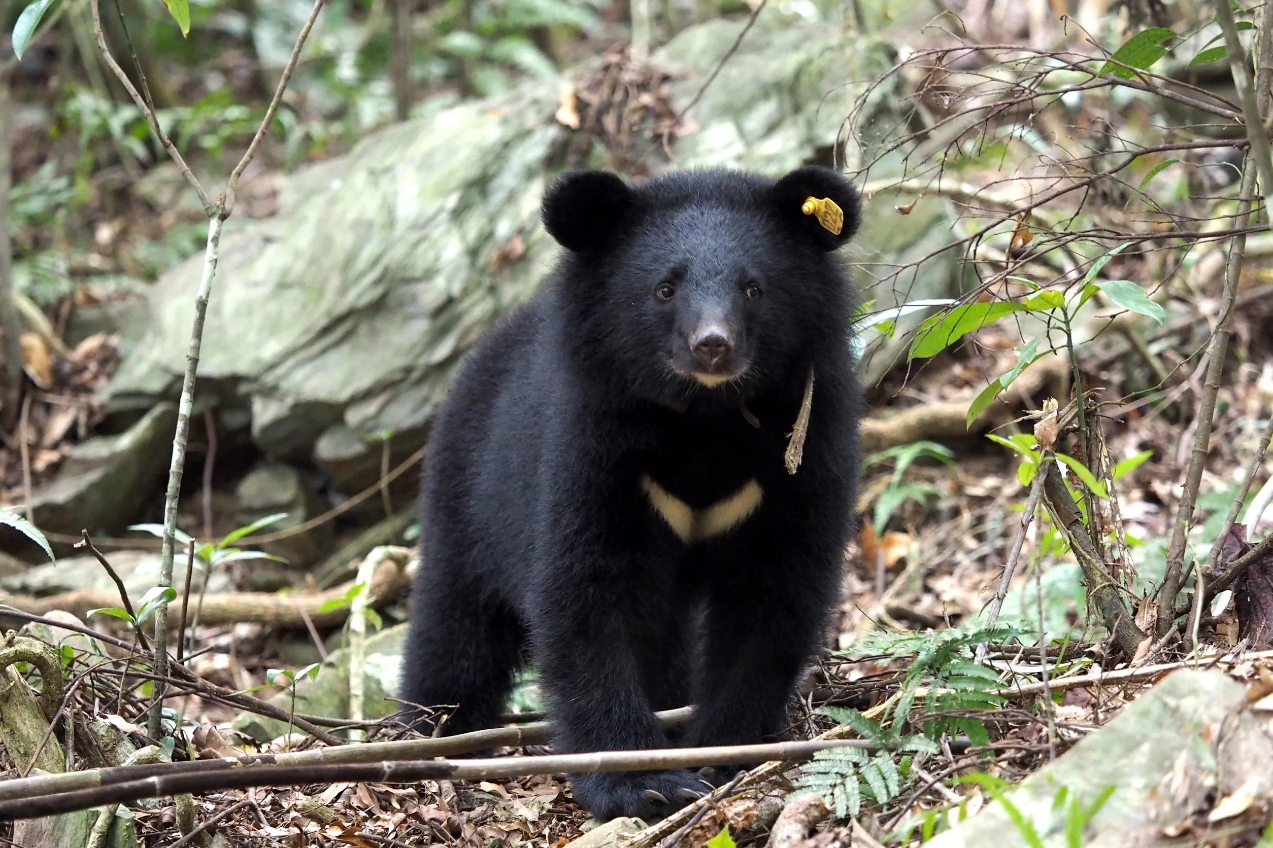 有熊來了 台灣黑熊保育路迢迢