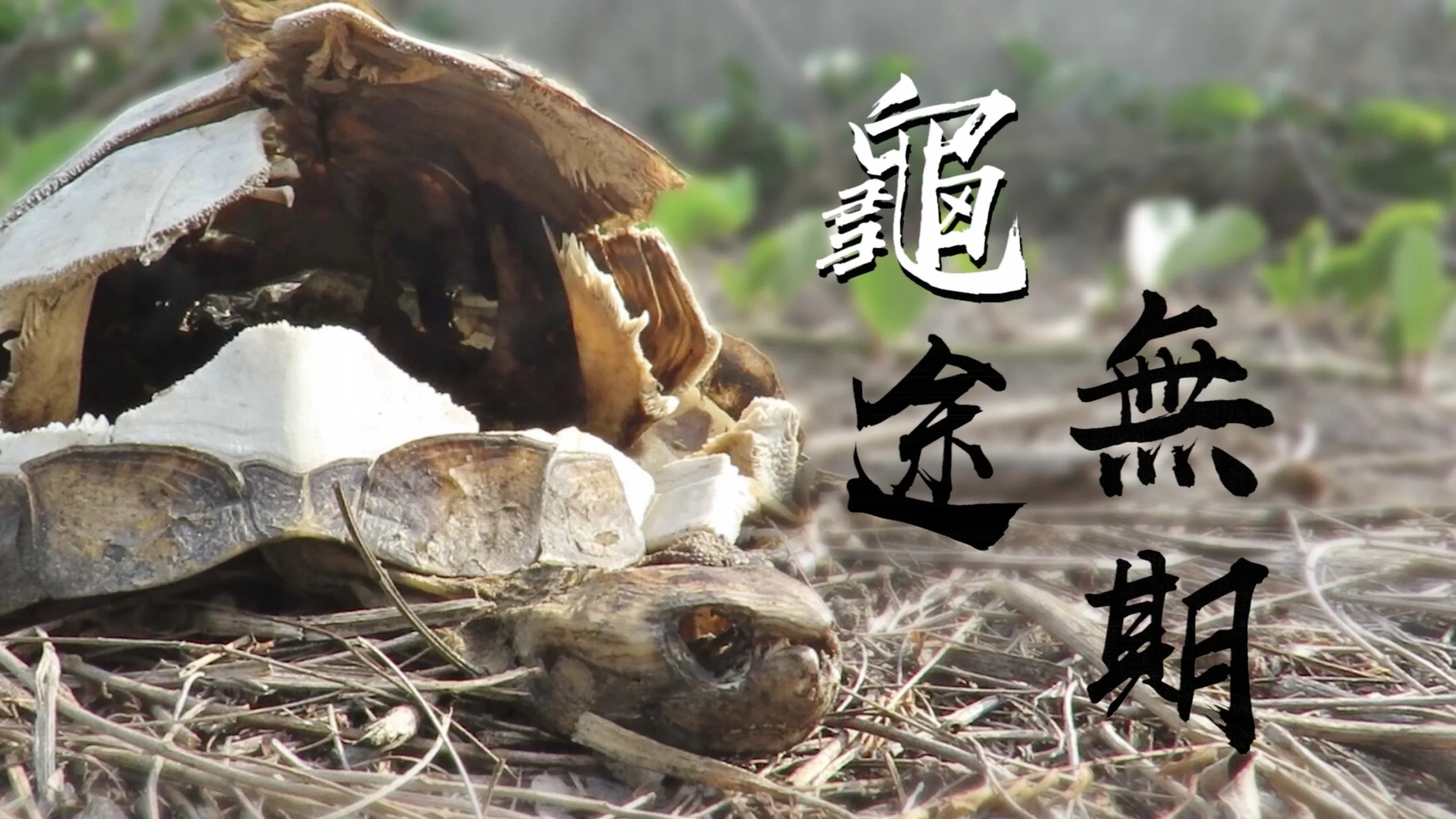 龜途無期—台灣原生種斑龜悲歌