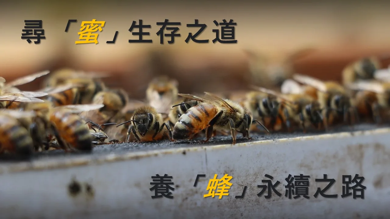 尋「蜜」生存之道 養「蜂」永續之路