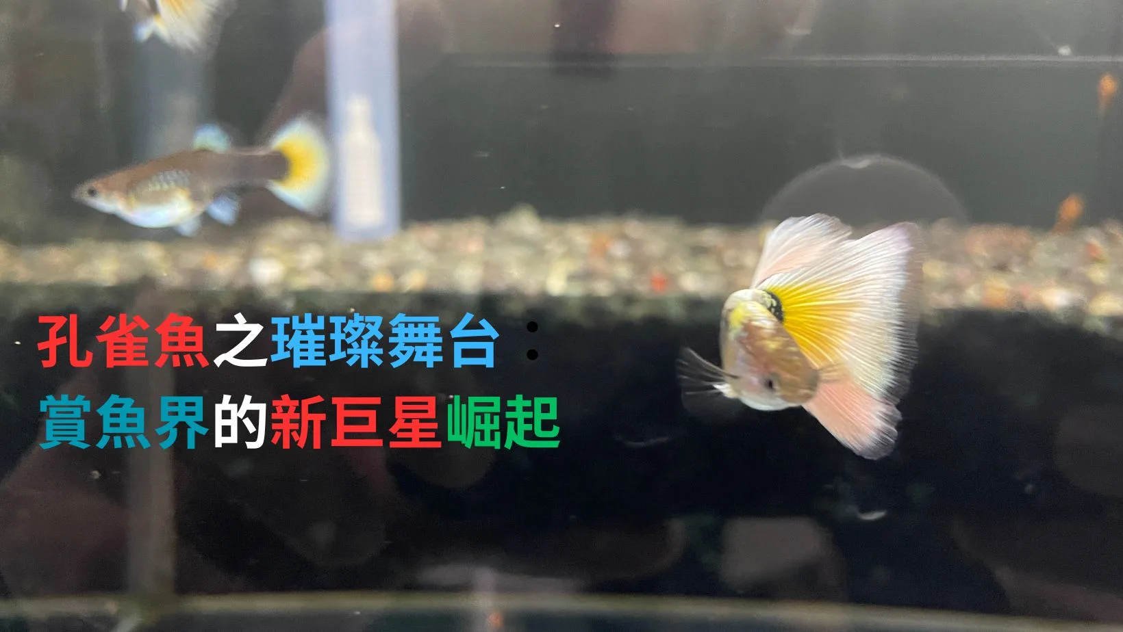 孔雀魚達人呂安仕 養出世界冠軍觀賞魚