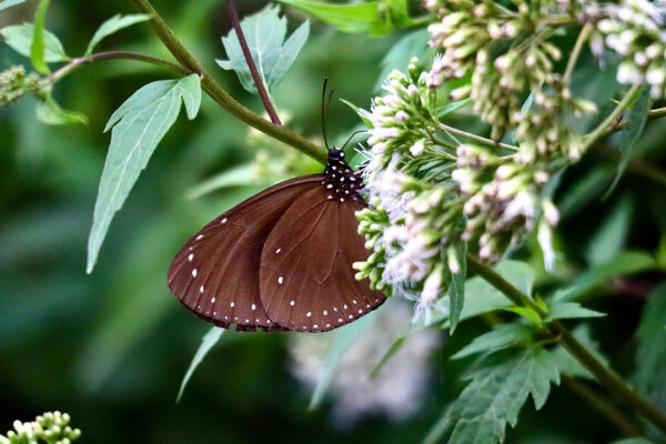 紫斑蝶異地遷徙 守護自然飛行旅程