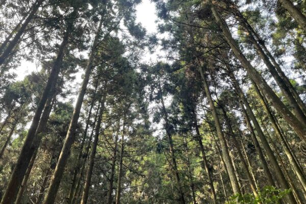 扶植本土林木產業 共創經濟環保效益
