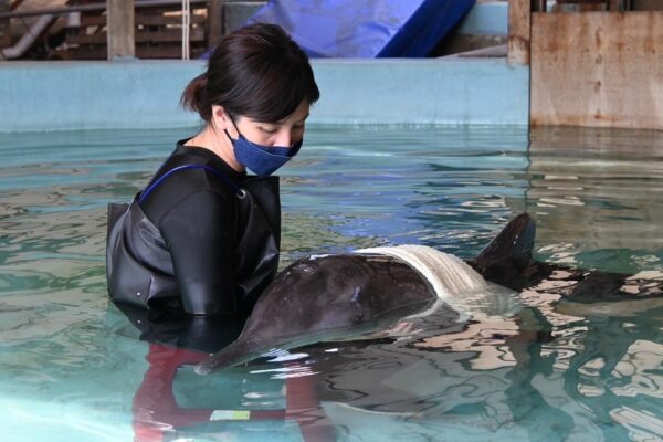 Stranded: The battle for cetacean survival in Taiwan
