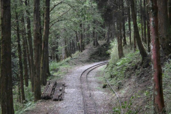 阿里山林鐵命時跌宕 眠月線復甦迎曙光