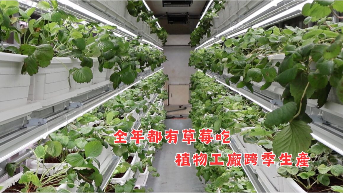 全年都有草莓吃 植物工廠跨季生產