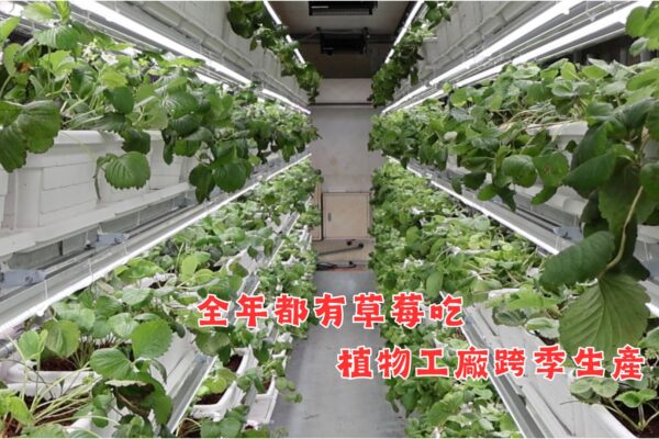 全年都有草莓吃 植物工廠跨季生產
