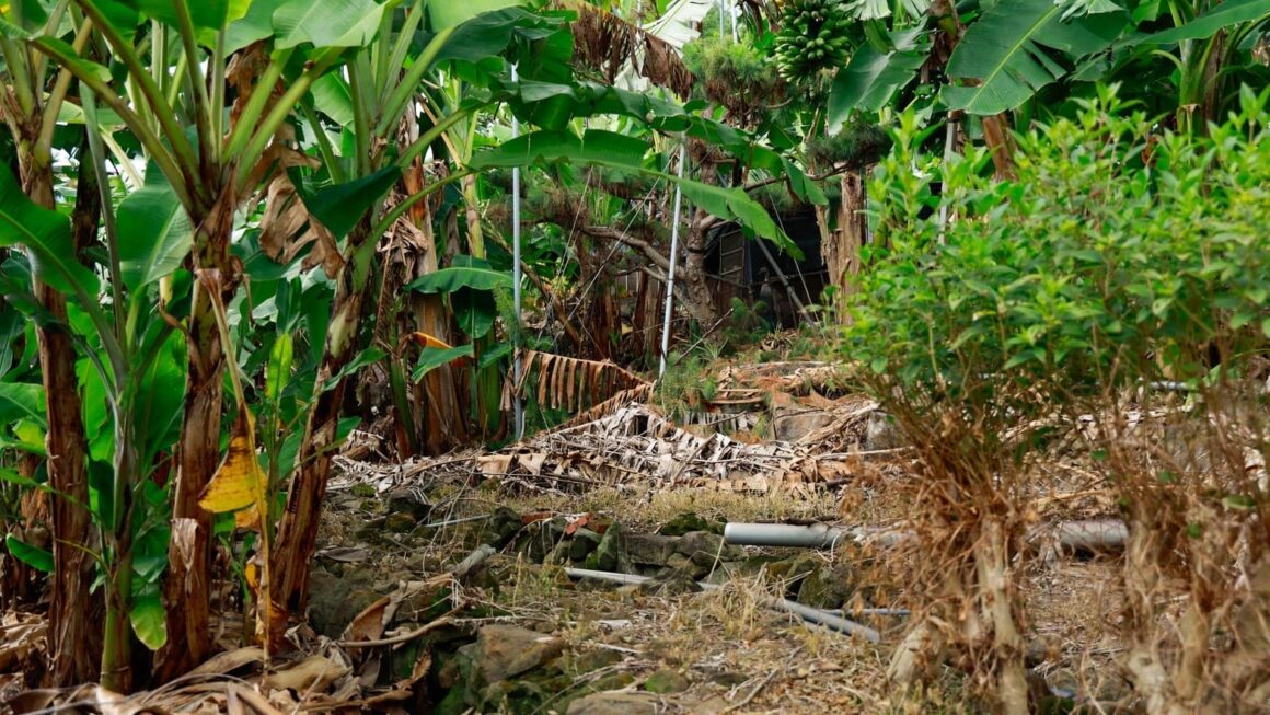 香蕉假莖廢棄物 再生利用新價值