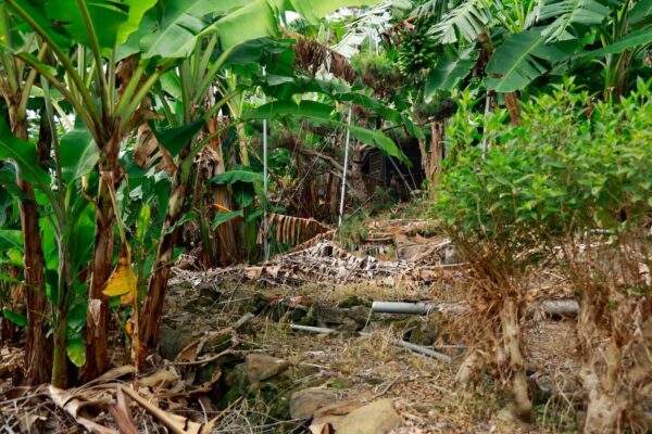香蕉假莖廢棄物 再生利用新價值