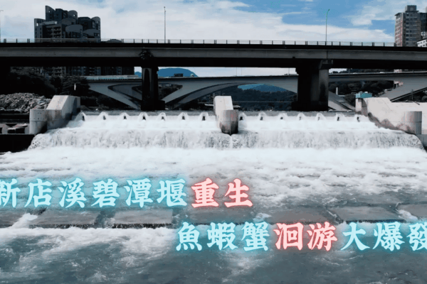 新店溪碧潭堰重生 魚蝦蟹洄游大爆發