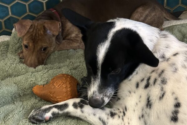 非法飼養成隱患 防疫風險升溫