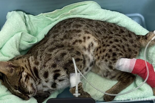 失落的棲地邊界 路殺的無聲控訴