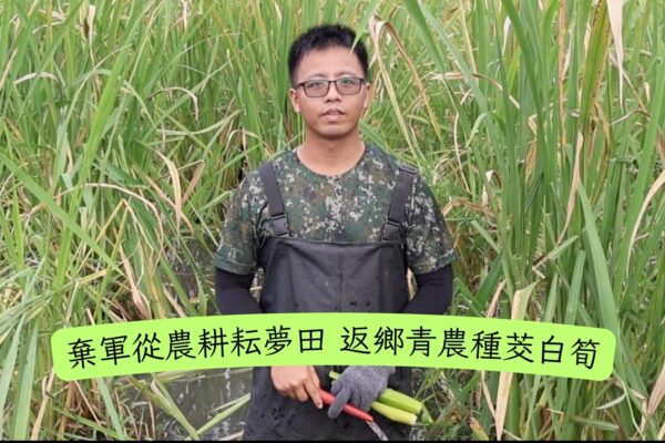 棄軍從農耕耘夢田 返鄉青農種茭白筍