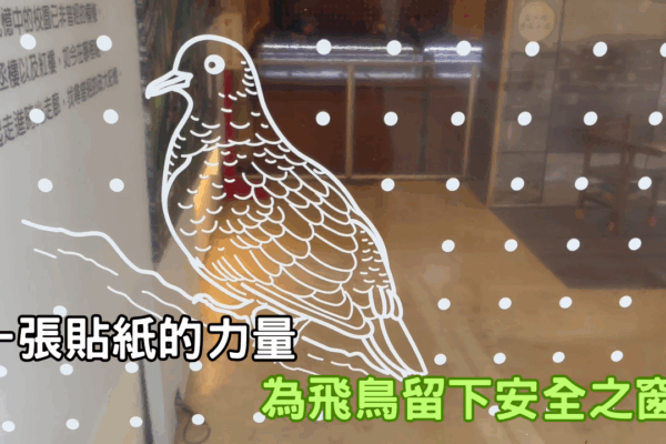 一張貼紙的力量 為飛鳥留下安全之窗