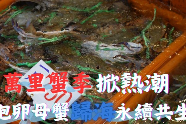 萬里蟹季掀熱潮 抱卵母蟹歸海永續共生