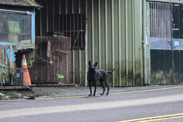 偏鄉動物醫療斷層 經濟現實人才難留