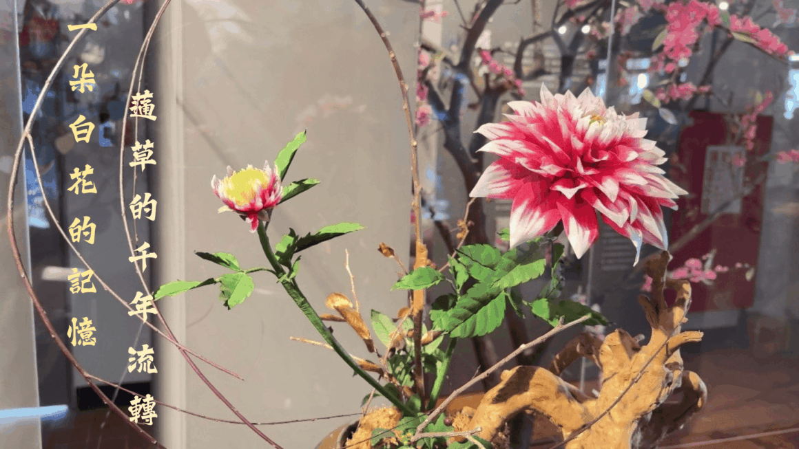 一朵白花的記憶 蓪草的千年流轉