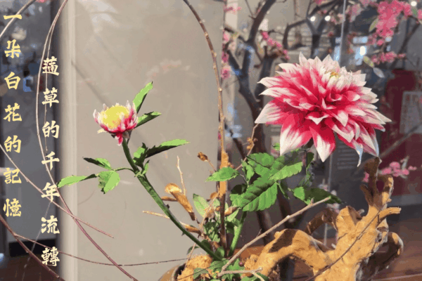 一朵白花的記憶 蓪草的千年流轉