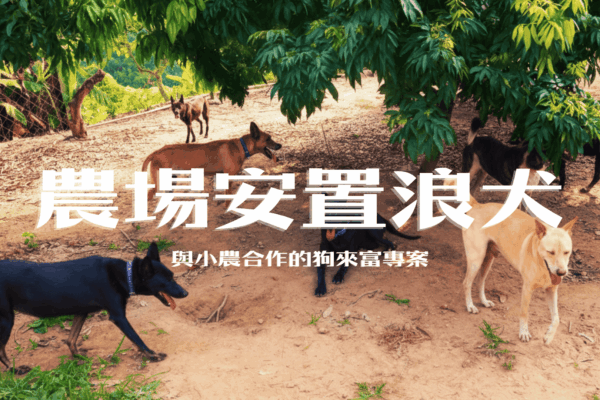 出籠舍到果園 農場安置浪犬紓解收容壓力