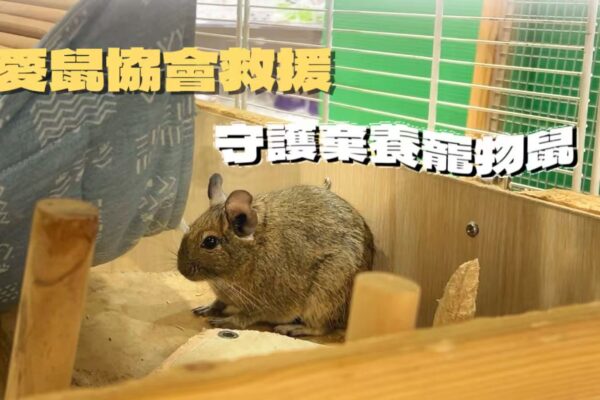愛鼠協會救援 守護棄養寵物鼠