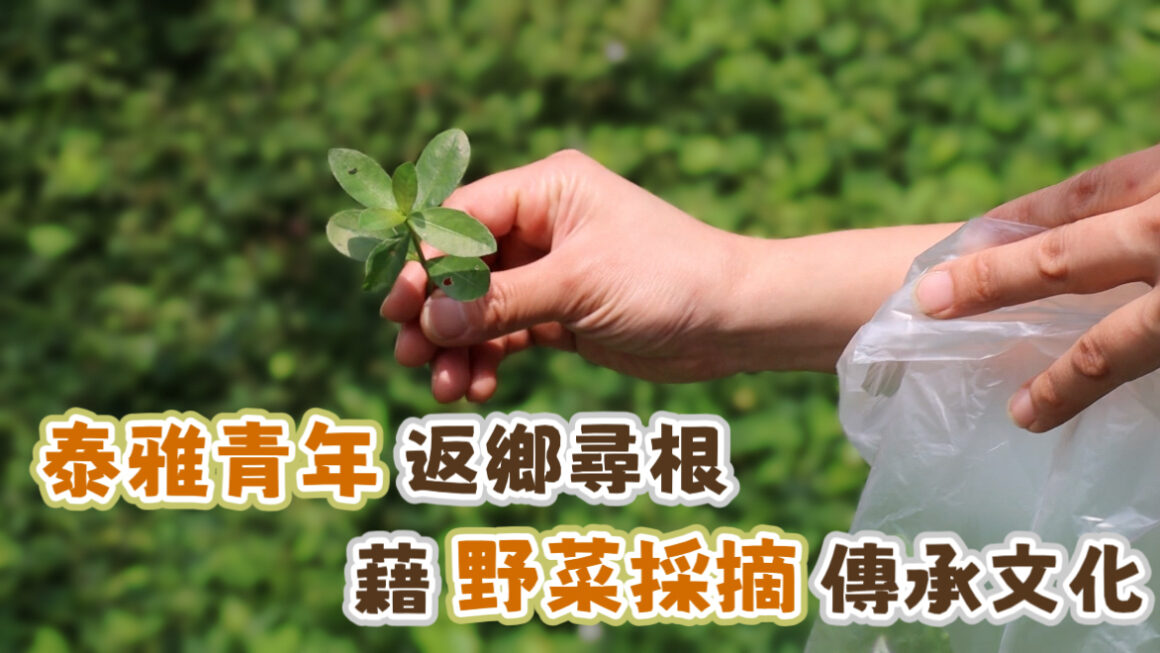 泰雅青年返鄉尋根 藉野菜採摘傳承文化
