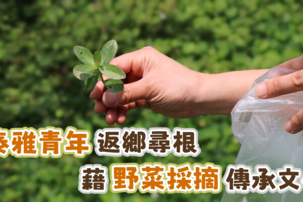 泰雅青年返鄉尋根 藉野菜採摘傳承文化