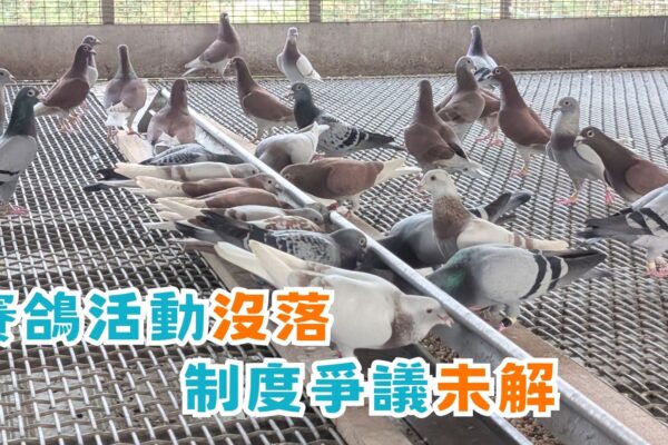 賽鴿活動沒落 制度爭議未解