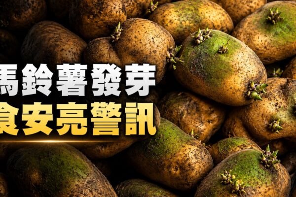 馬鈴薯發芽 食安亮警訊