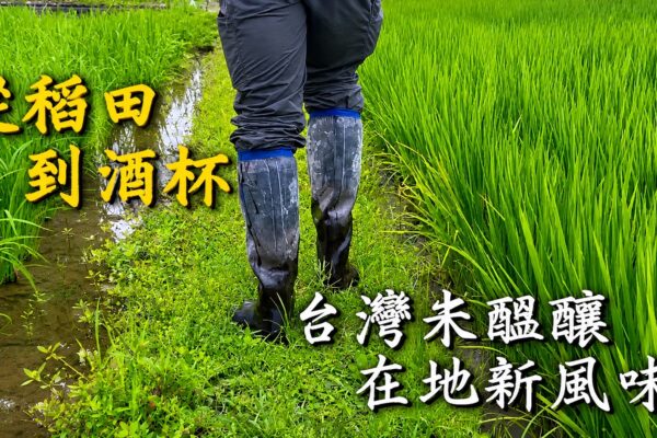 從稻田到酒杯 台灣米醞釀在地新風味