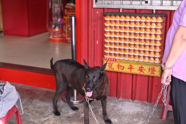 為毛孩祈福 飼主重要情感寄託