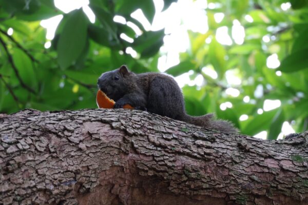 善意餵食 危及大安森林公園生態