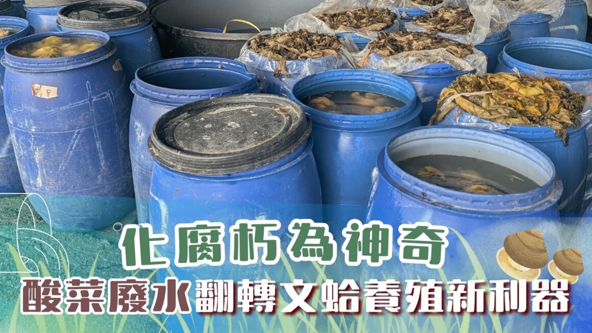 化腐朽為神奇 酸菜廢水翻轉文蛤養殖新利器