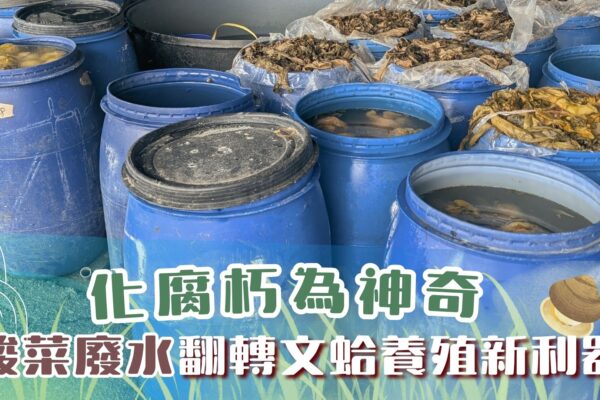 化腐朽為神奇 酸菜廢水翻轉文蛤養殖新利器