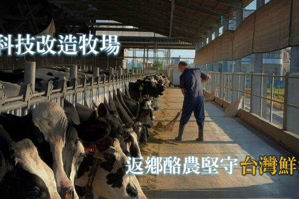 科技改造牧場 返鄉酪農堅守台灣鮮乳